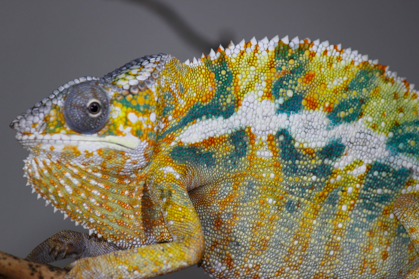 Designer Panther Chameleon E4