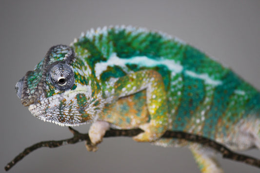 Designer Panther Chameleon D3