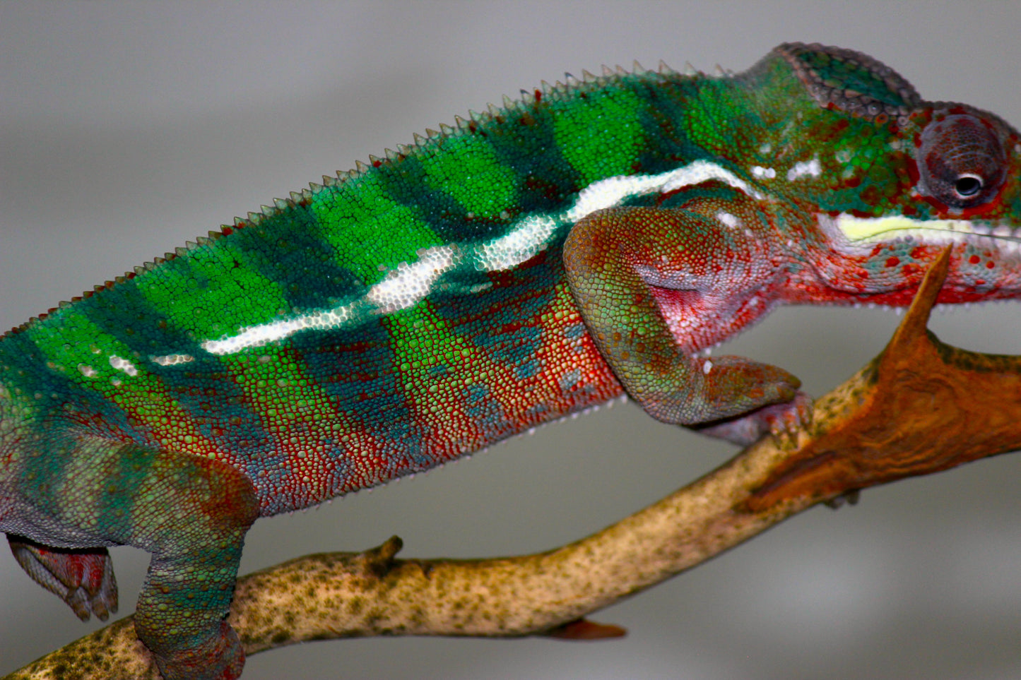 Ambilobe Panther Chameleon C20