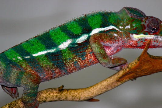 Ambilobe Panther Chameleon C20