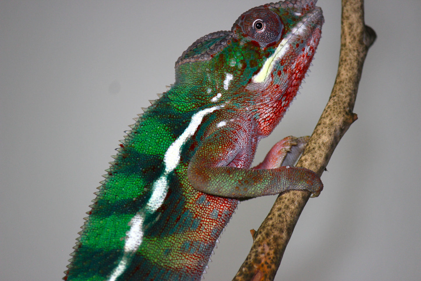 Ambilobe Panther Chameleon C20