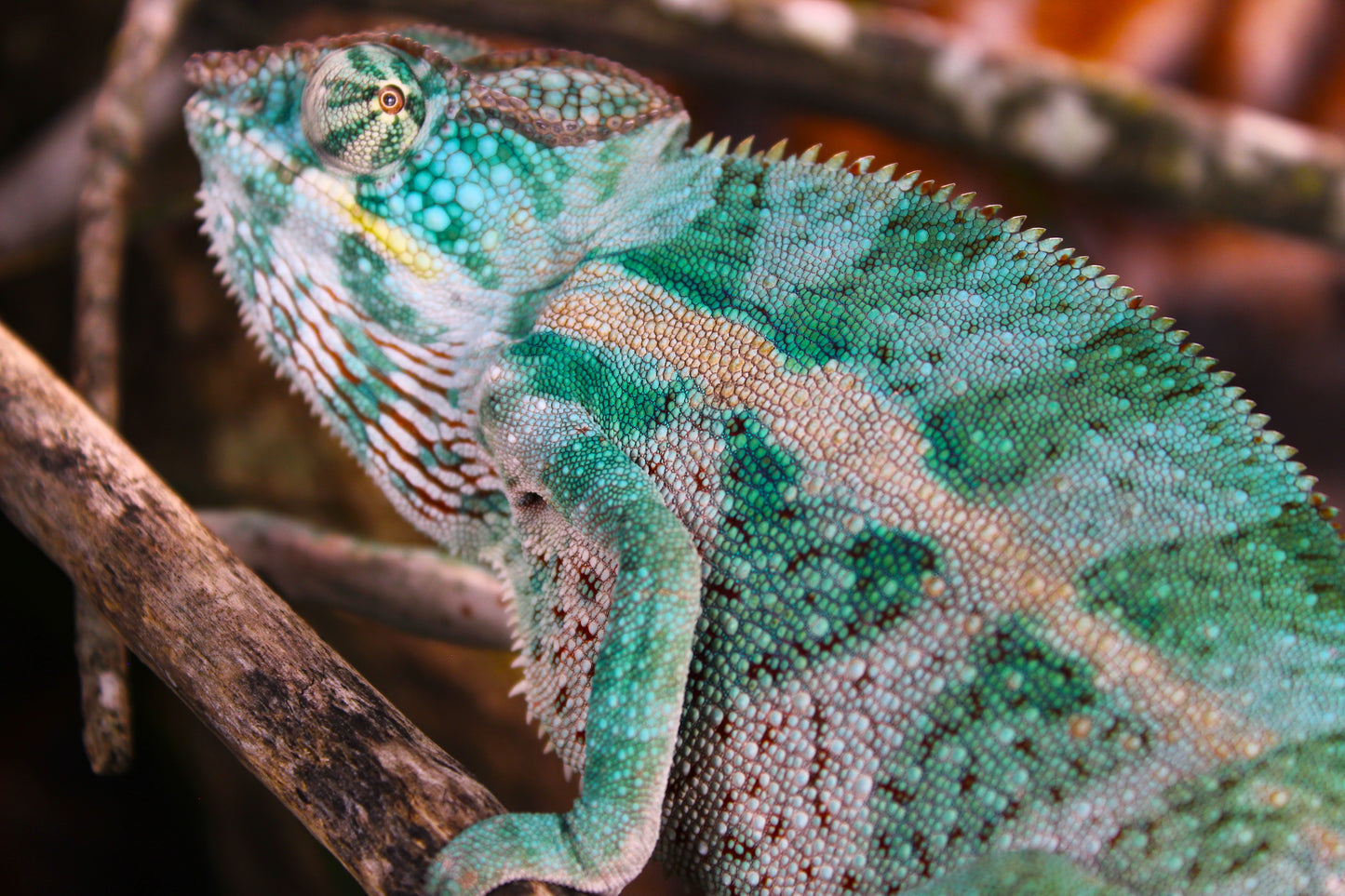Nosy Faly Panther Chameleon
