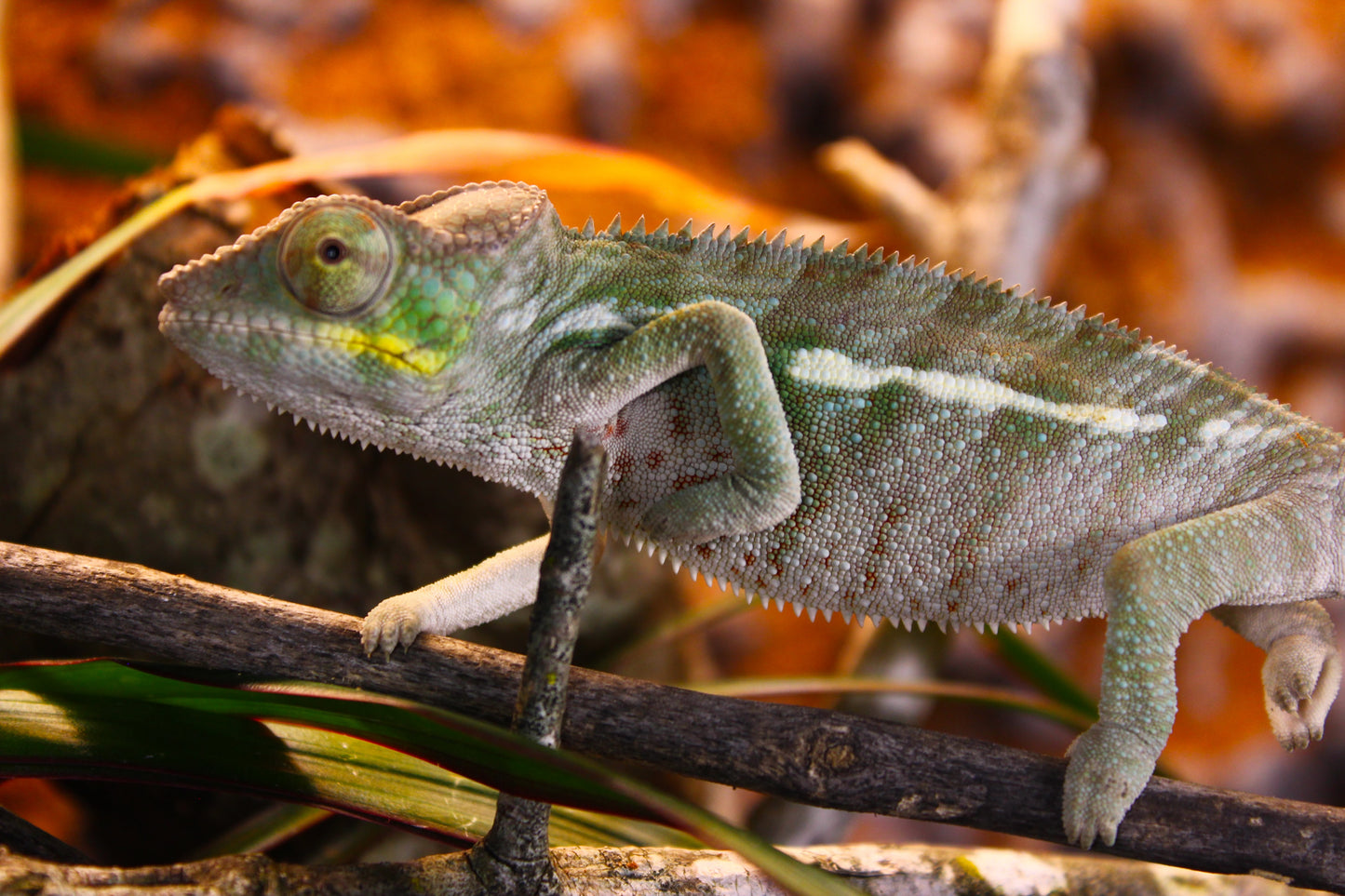 Ambanja Panther Chameleon