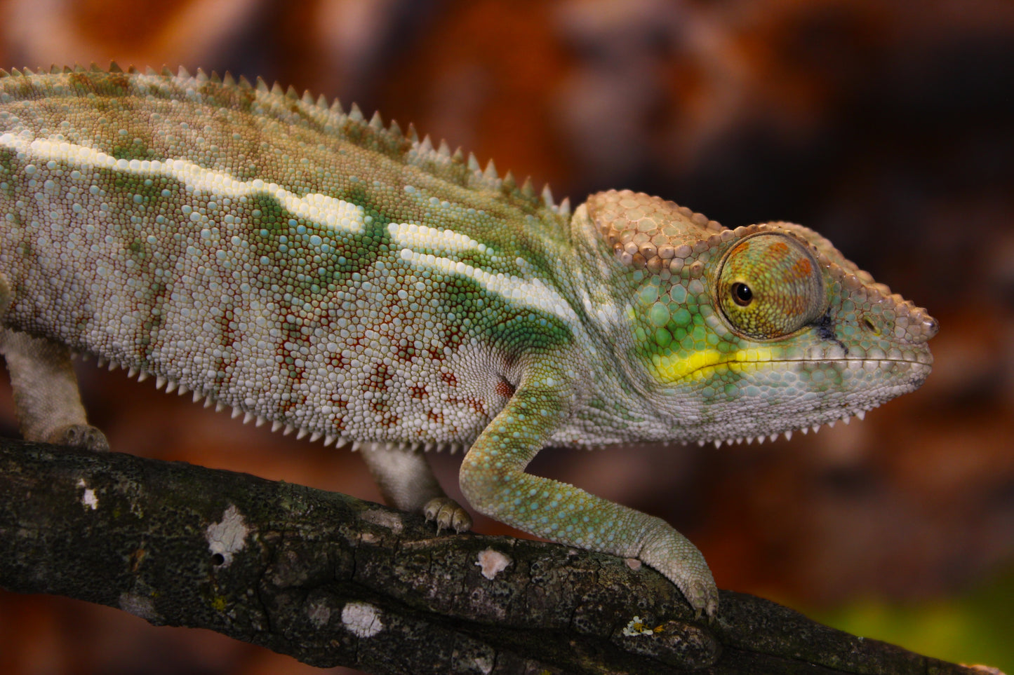 Ambanja Panther Chameleon