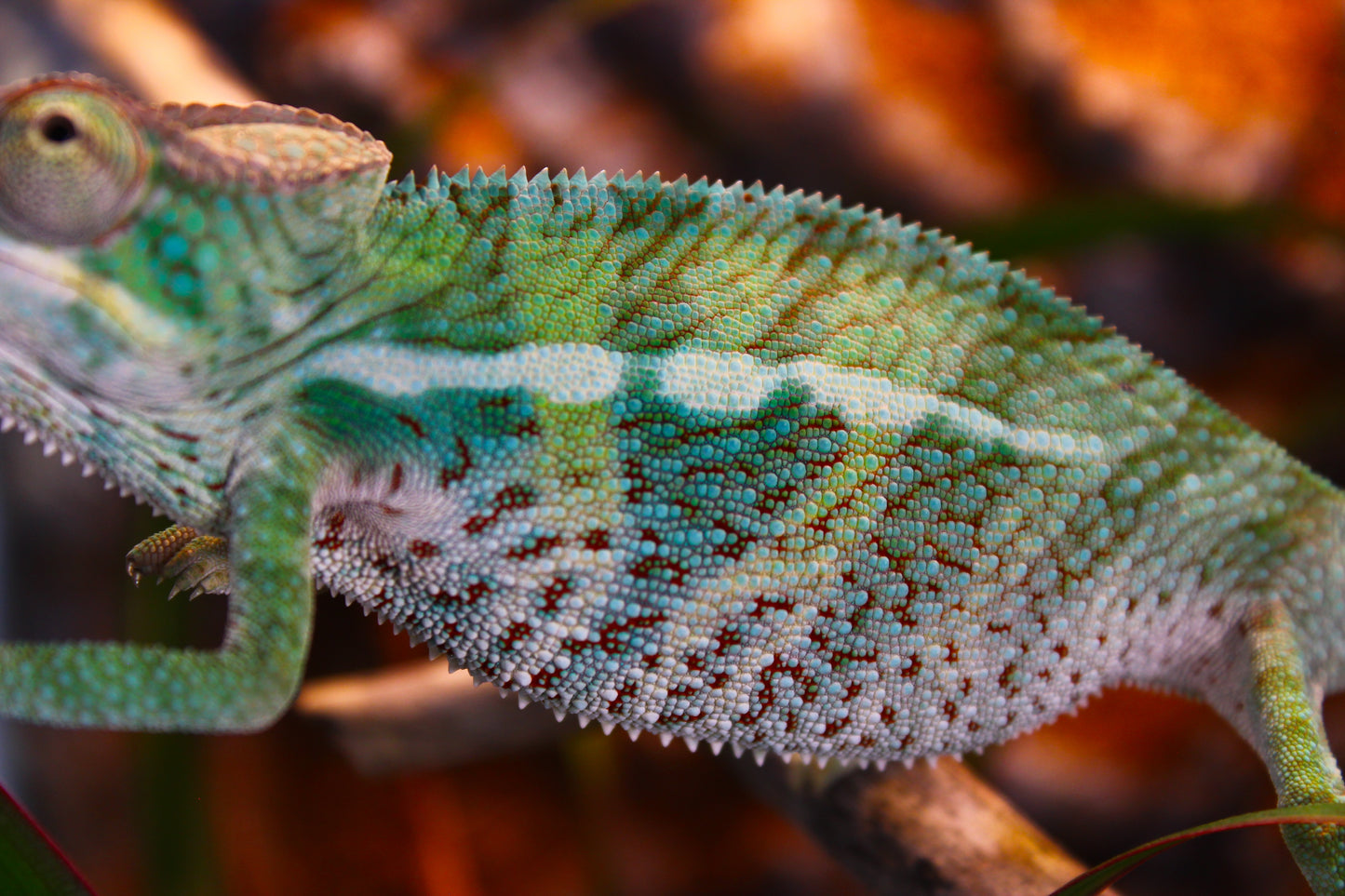 Ambanja x Ambilobe Panther Chameleon