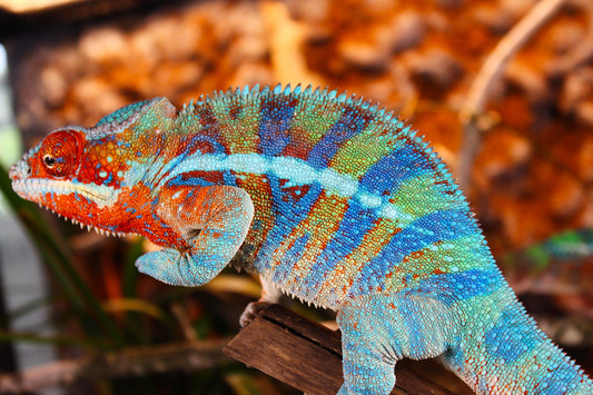 Blurple (Blue Ambanja) Panther Chameleon