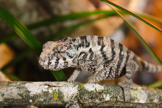 Blurple (Blue Ambanja) Panther Chameleon