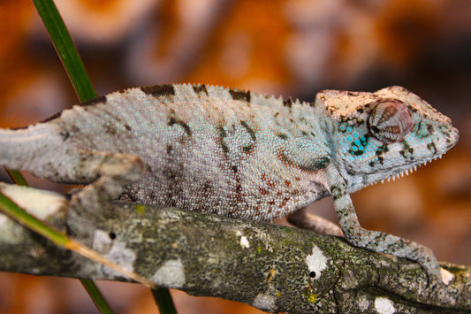 Blurple (Blue Ambanja) Panther Chameleon