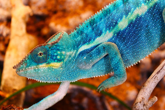 Blurple (Blue Ambanja) Panther Chameleon