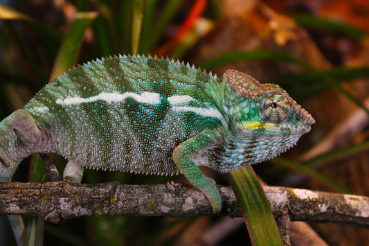 Ambanja Panther Chameleon