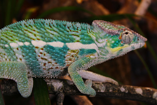 Nosy Faly Panther Chameleon