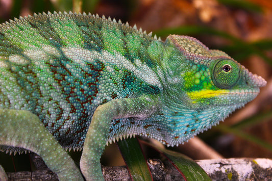 Ambanja x Ambilobe Panther Chameleon