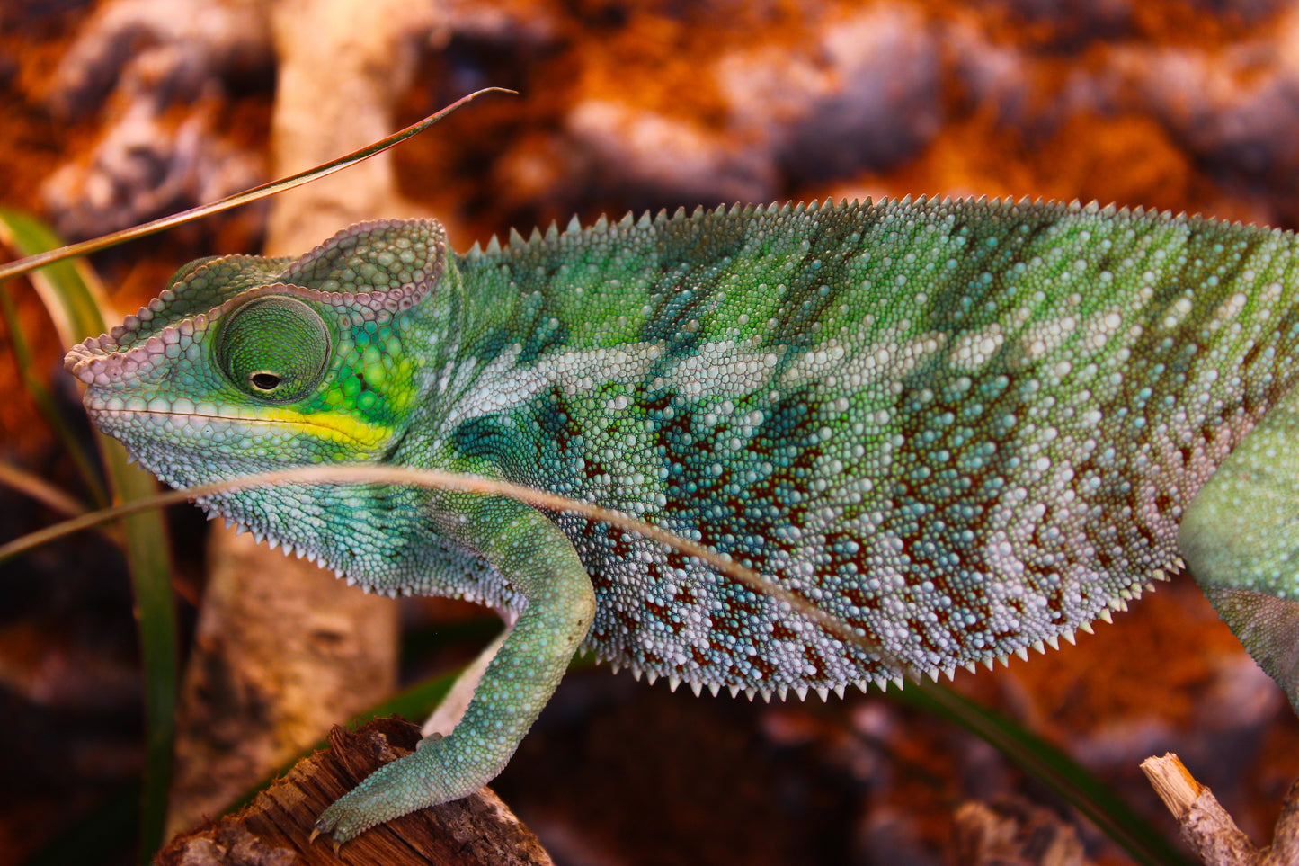 Ambanja x Ambilobe Panther Chameleon