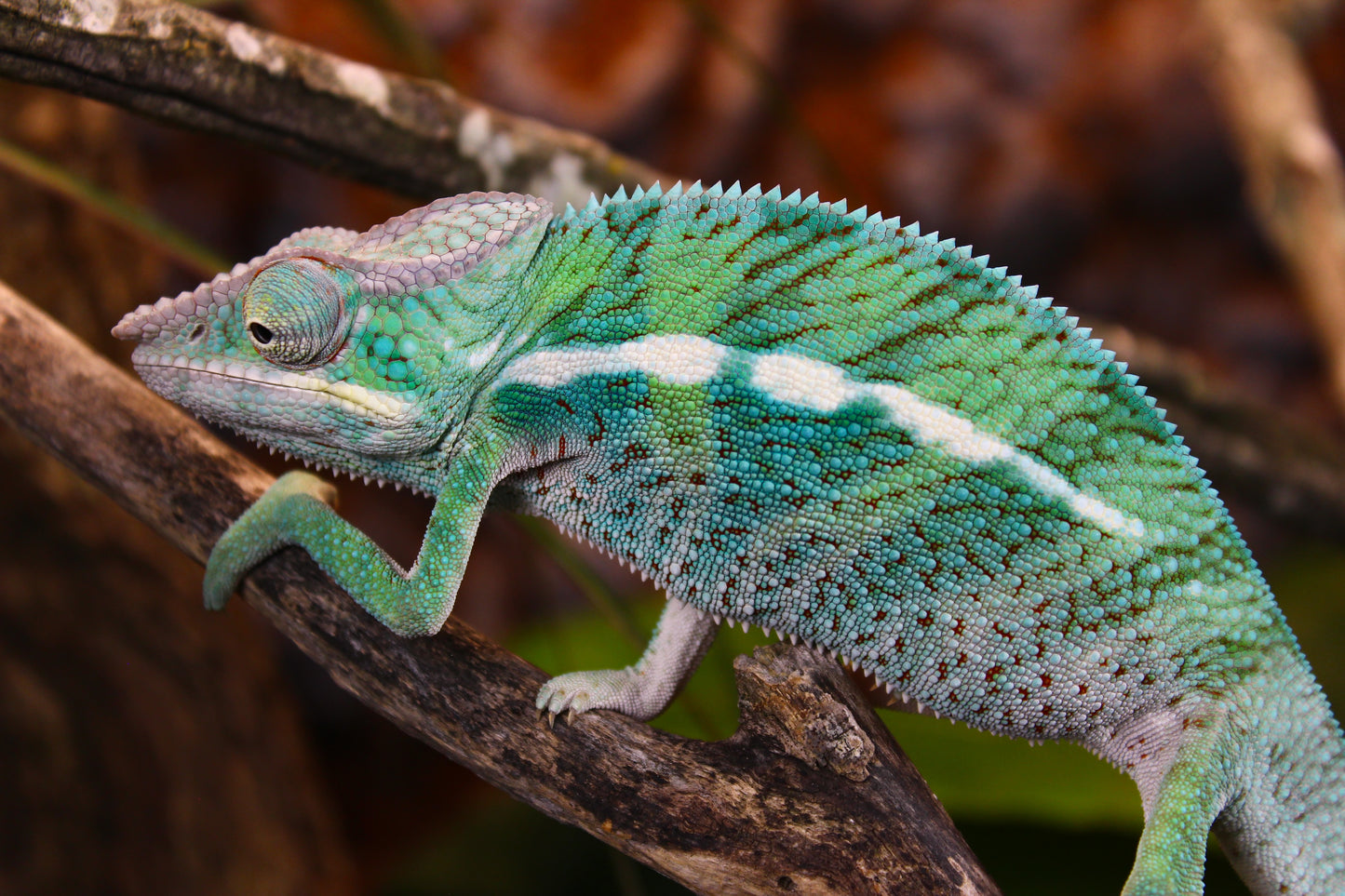 Ambanja x Ambilobe Panther Chameleon