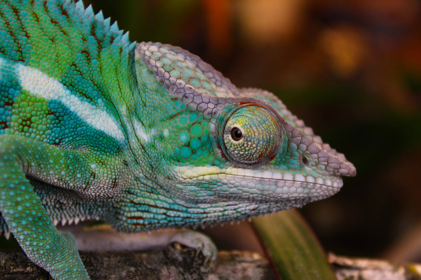 Ambanja x Ambilobe Panther Chameleon