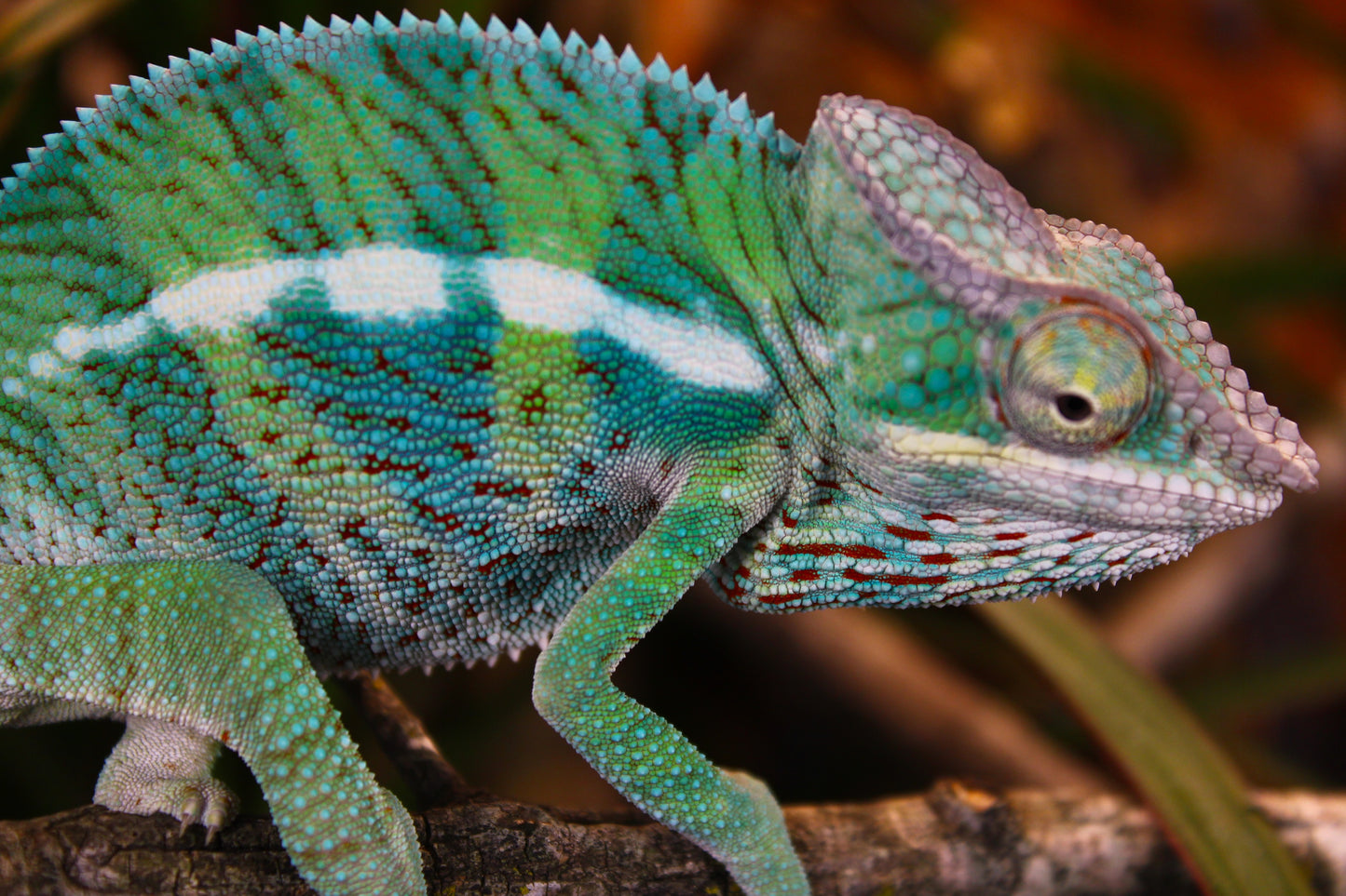 Ambanja x Ambilobe Panther Chameleon
