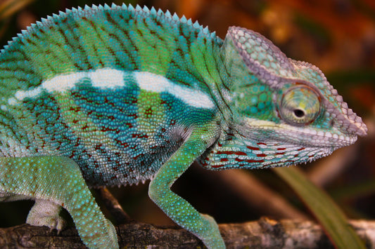 Ambanja x Ambilobe Panther Chameleon