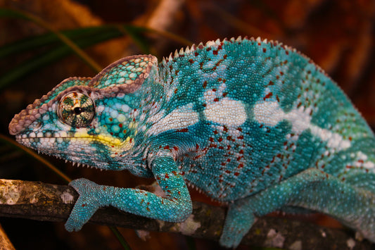 Nosy Faly Panther Chameleon