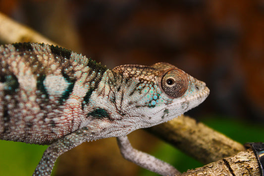 Designer Panther Chameleon