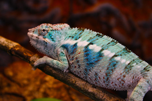 Blurple (Blue Ambanja) Panther Chameleon