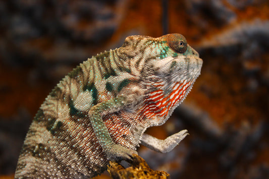 Designer Panther Chameleon