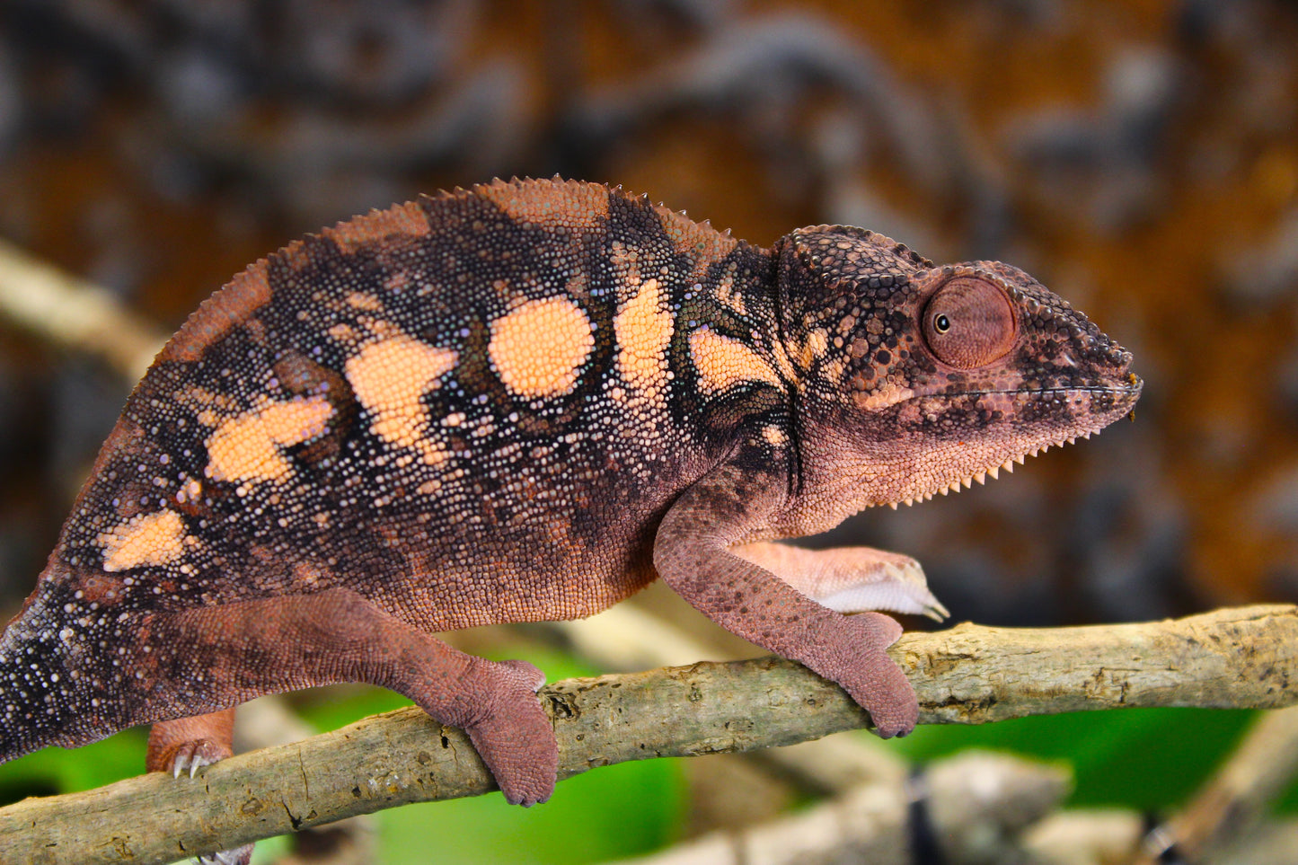 Female Designer Panther Chameleon RTB