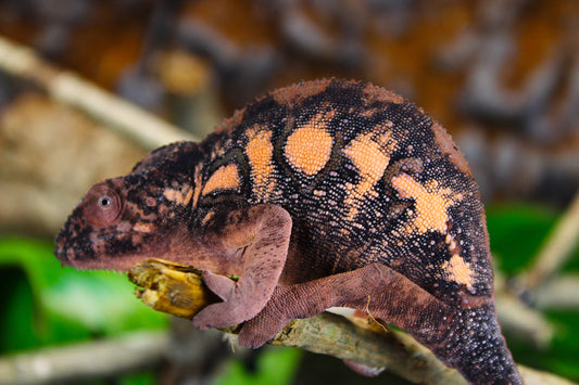 Female Designer Panther Chameleon RTB