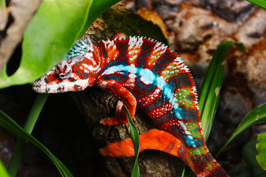 Designer Panther Chameleon
