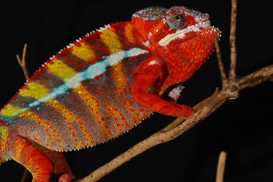 Ambilobe Panther Chameleon