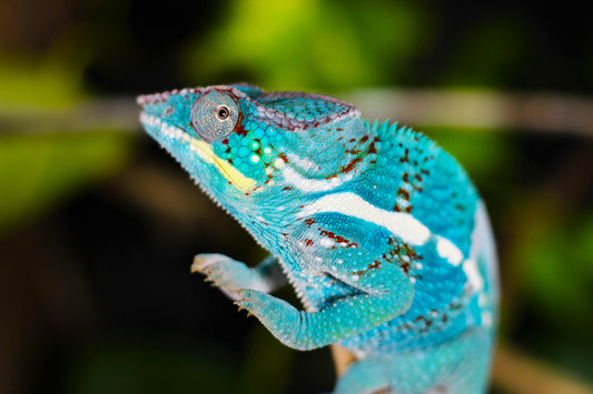 Nosy Faly Panther Chameleon