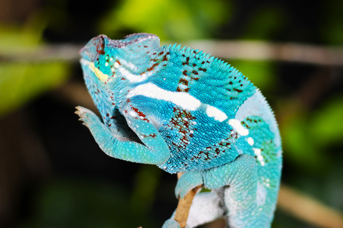 Nosy Faly Panther Chameleon