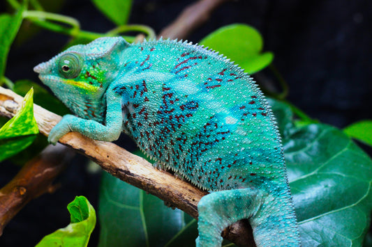 Ambanja Panther Chameleon