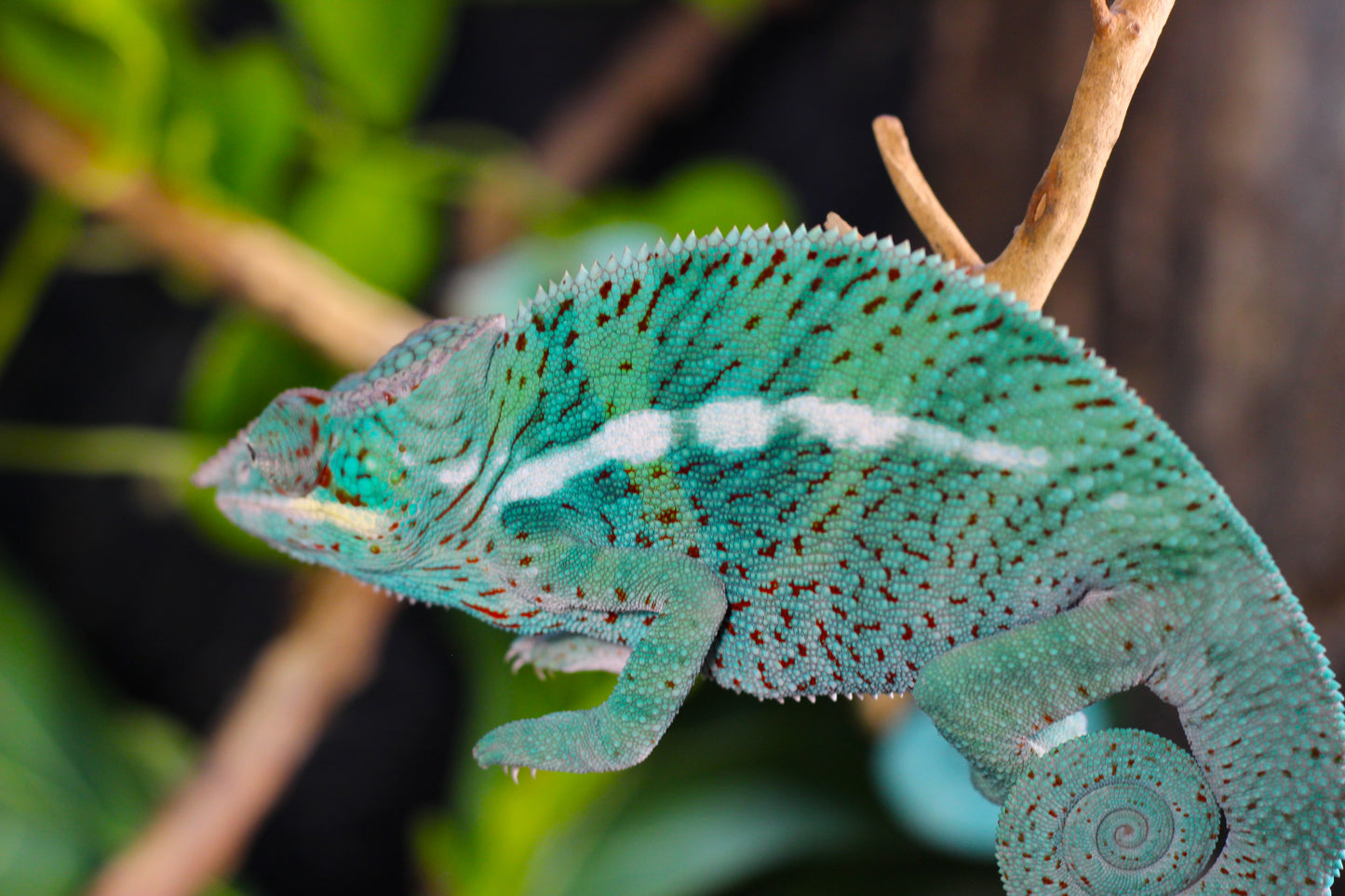 Ambanja x Ambilobe Panther Chameleon