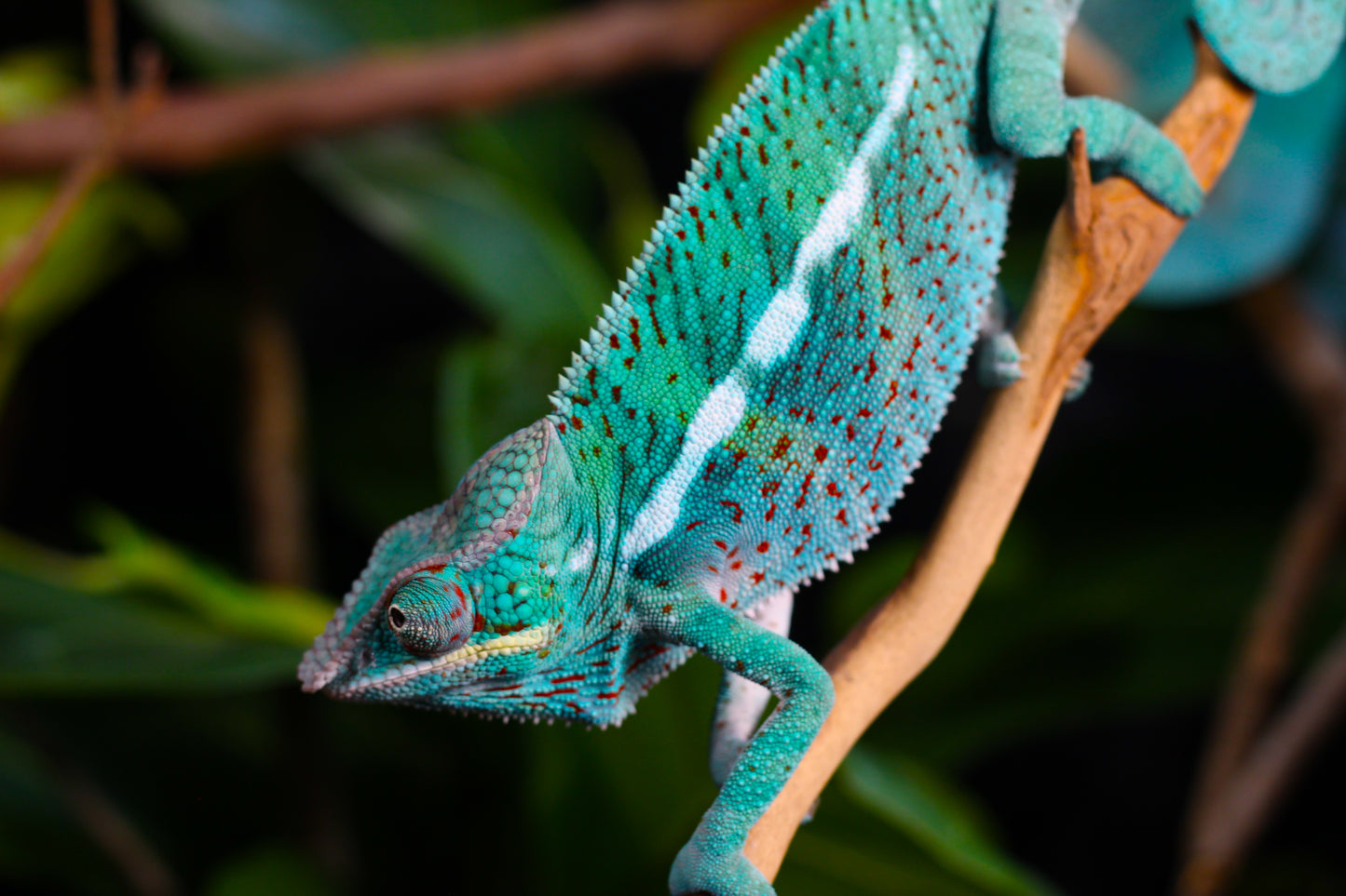 Ambanja x Ambilobe Panther Chameleon