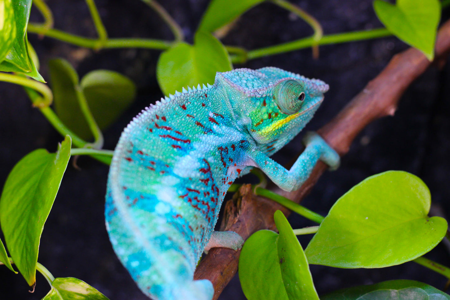 Ambanja Panther Chameleon