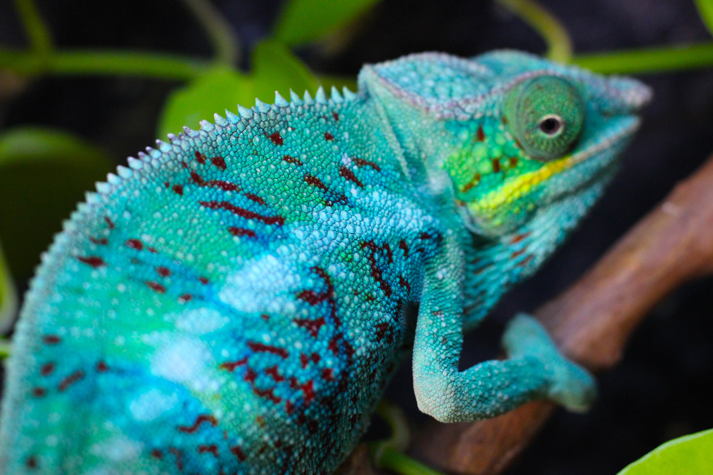 Ambanja Panther Chameleon