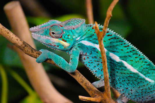 Ambanja x Ambilobe Panther Chameleon