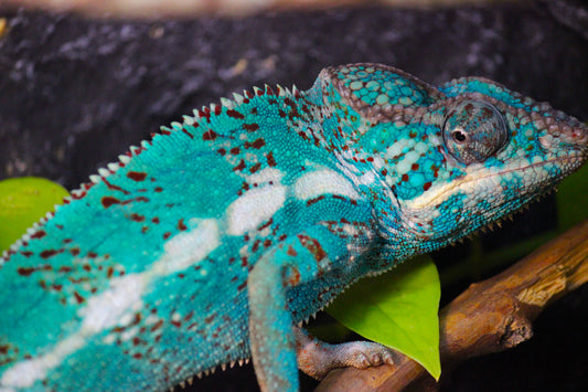 Nosy Faly Panther Chameleon