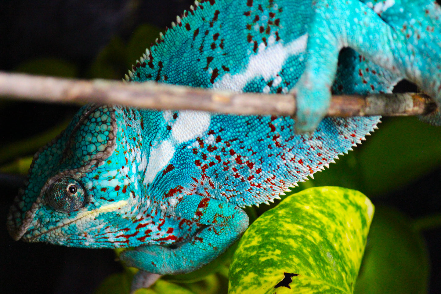 Nosy Faly Panther Chameleon