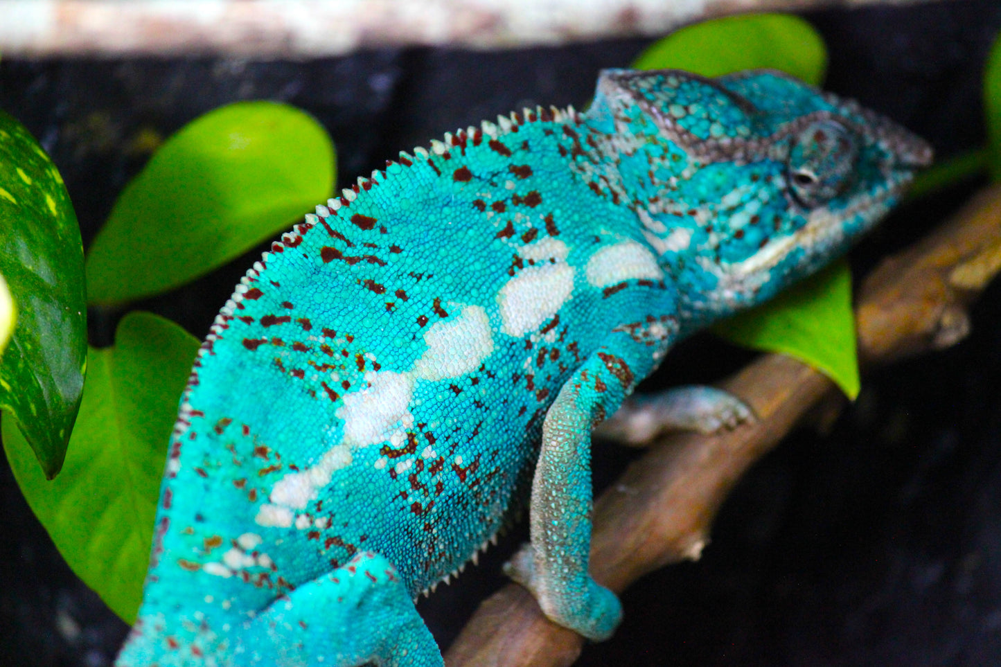 Nosy Faly Panther Chameleon