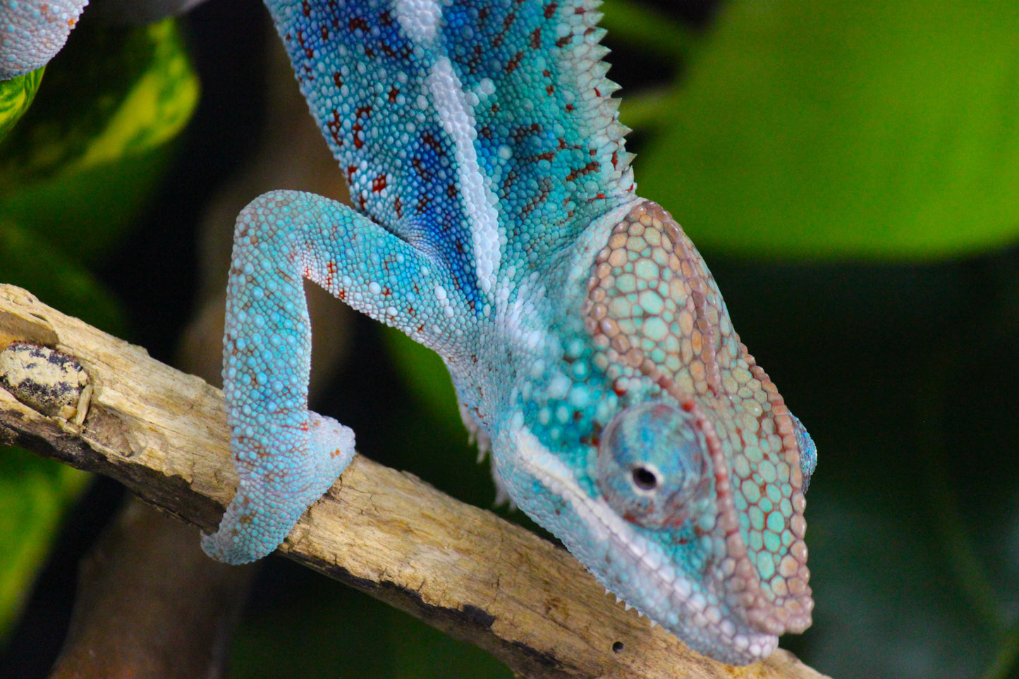 Blurple (Blue Ambanja) Panther Chameleon