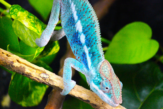 Blurple (Blue Ambanja) Panther Chameleon