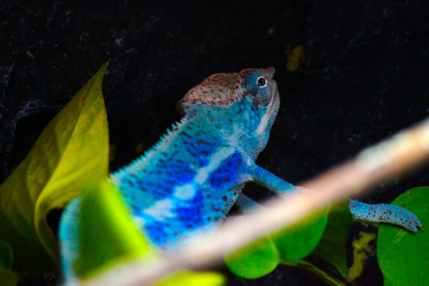 Blurple (Blue Ambanja) Panther Chameleon