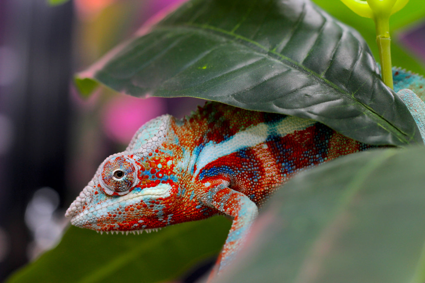 Blurple (Blue Ambanja) Panther Chameleon
