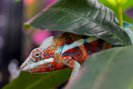 Blurple (Blue Ambanja) Panther Chameleon