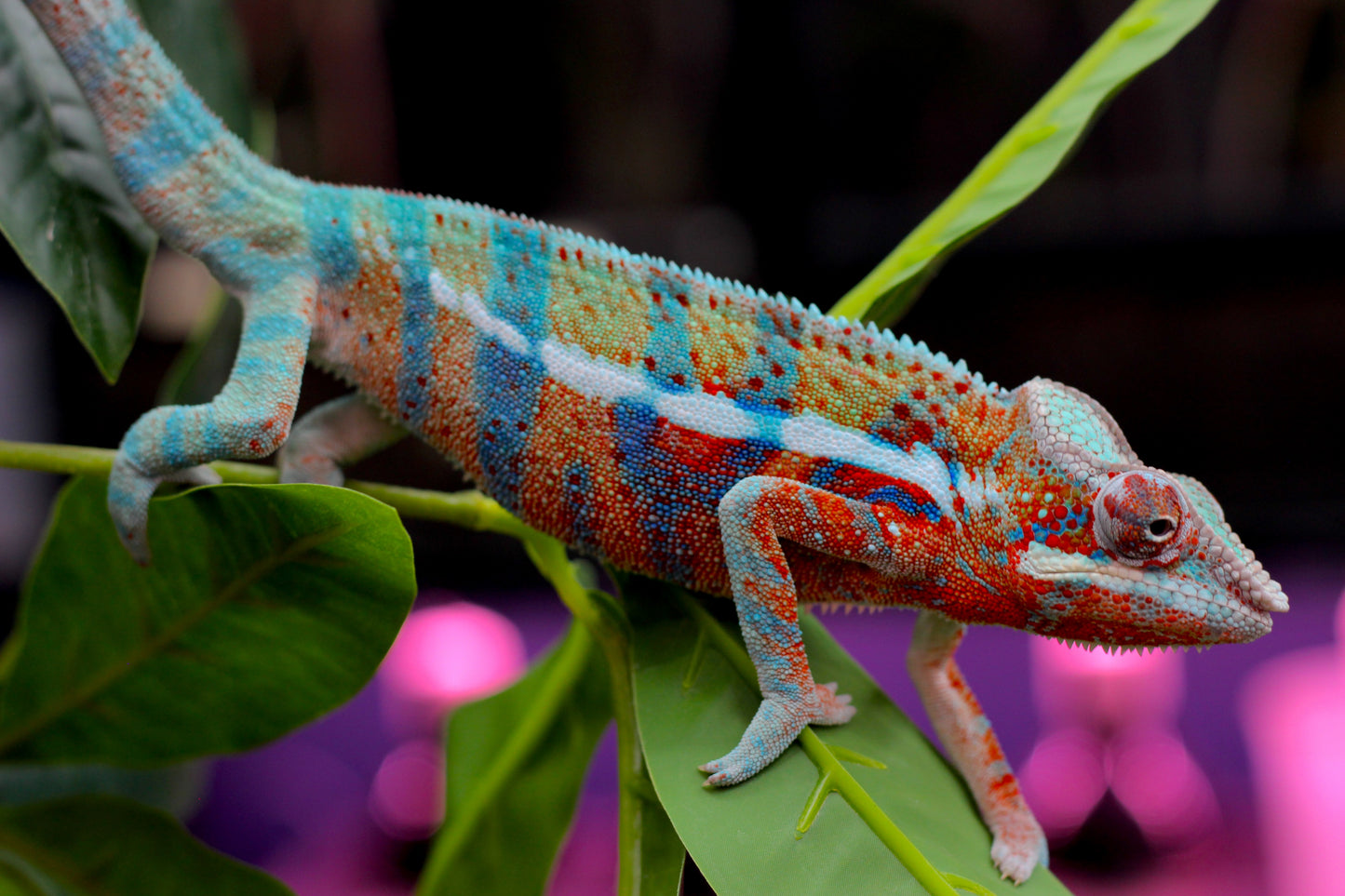 Blurple (Blue Ambanja) Panther Chameleon