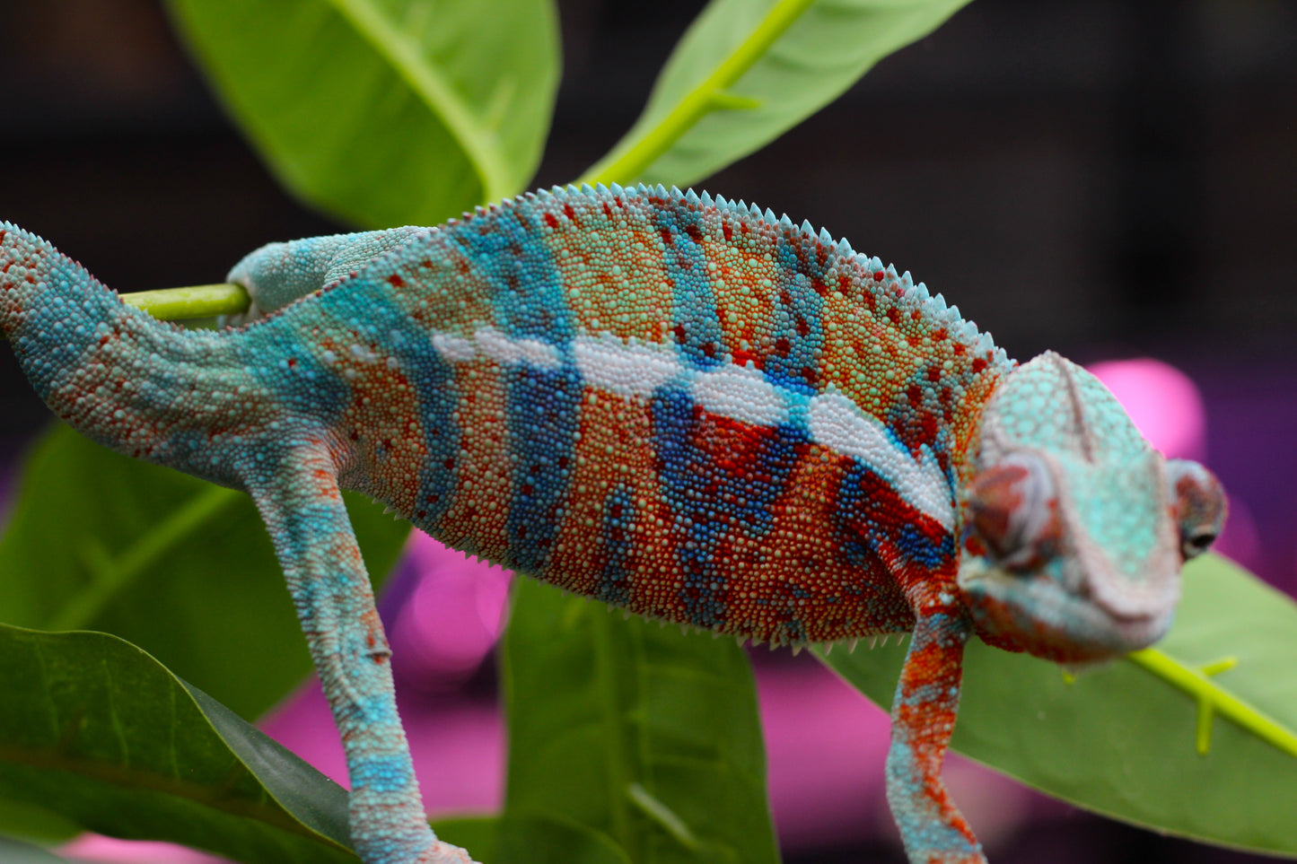 Blurple (Blue Ambanja) Panther Chameleon