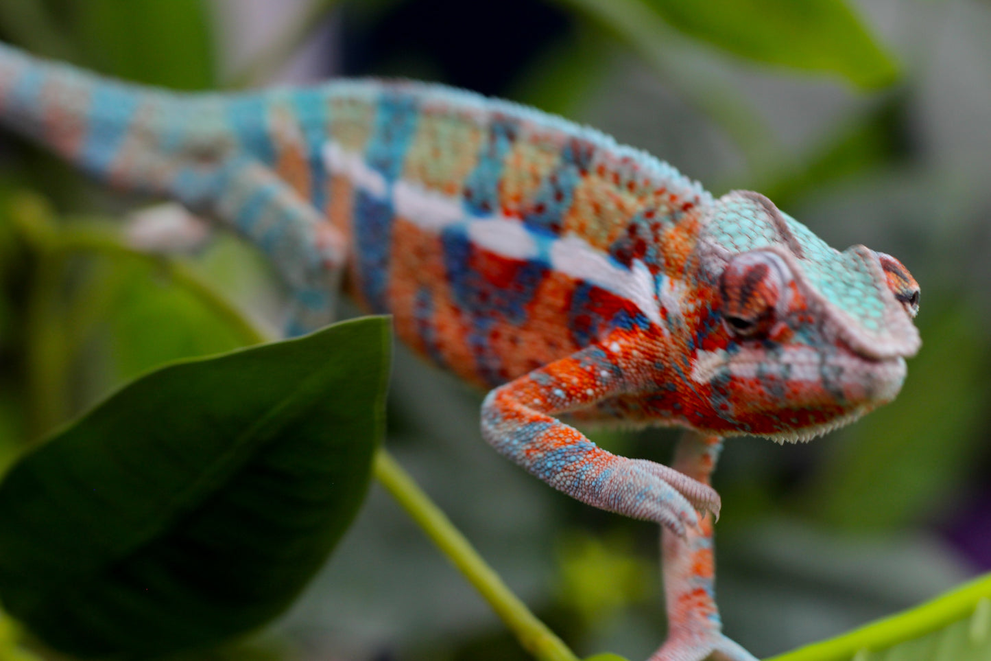 Blurple (Blue Ambanja) Panther Chameleon