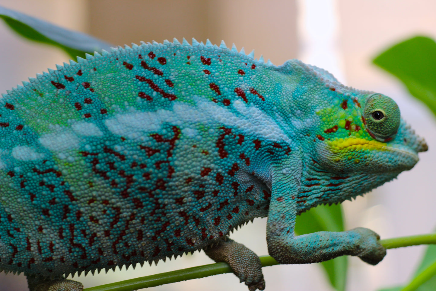 Ambanja Panther Chameleon