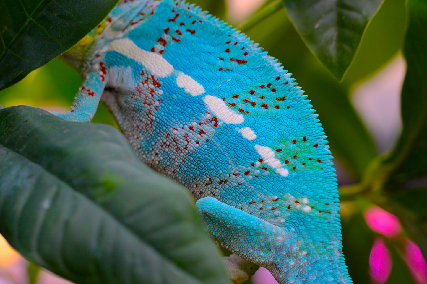 Nosy Faly Panther Chameleon